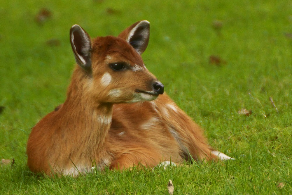 Sitatunga-Antilope (Jungtier)